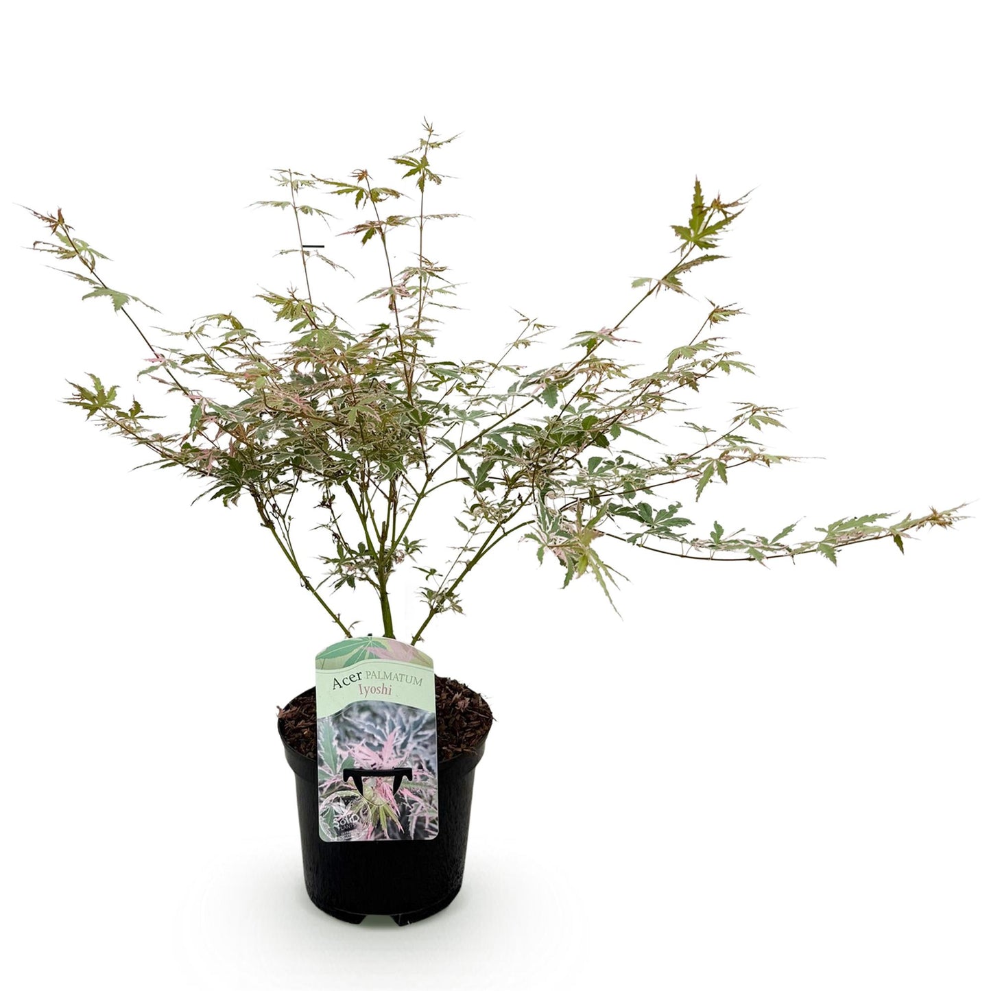 GreenboutiQ - Balkonpflanze - Japanischer Ahorn - Acer palmatum Iyoshi - Rosa - 1 Pflanze - Laubabwerfend - Topf 19cm Höhe 70cm