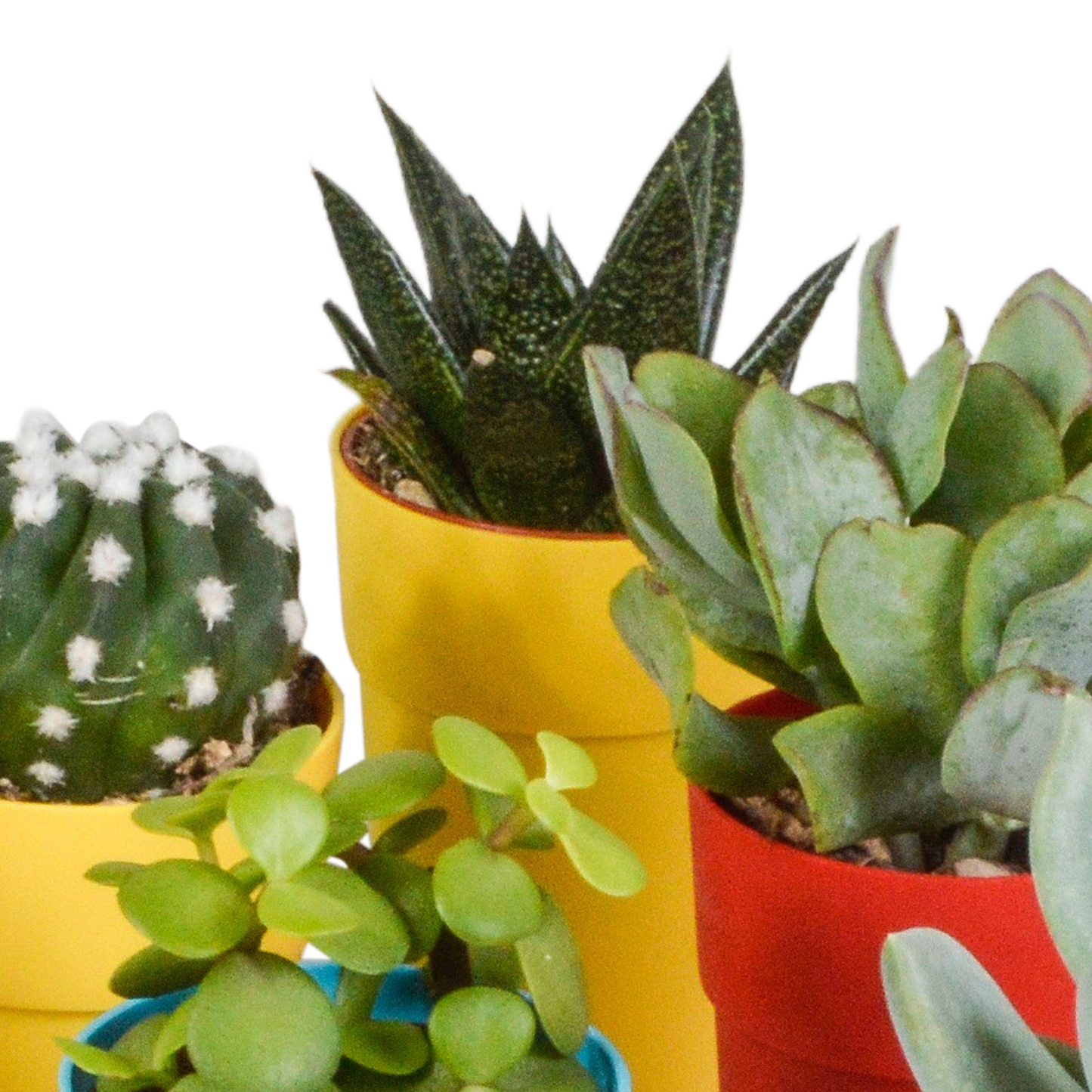 Cactus en vetplanten Mischung 5,5 cm | 15 stück - in gekleurde plasticpot