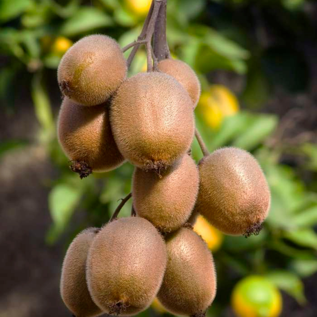 3 x Bio-Kiwi-Pflanzen - Ø 13 cm - ↨ 20 cm