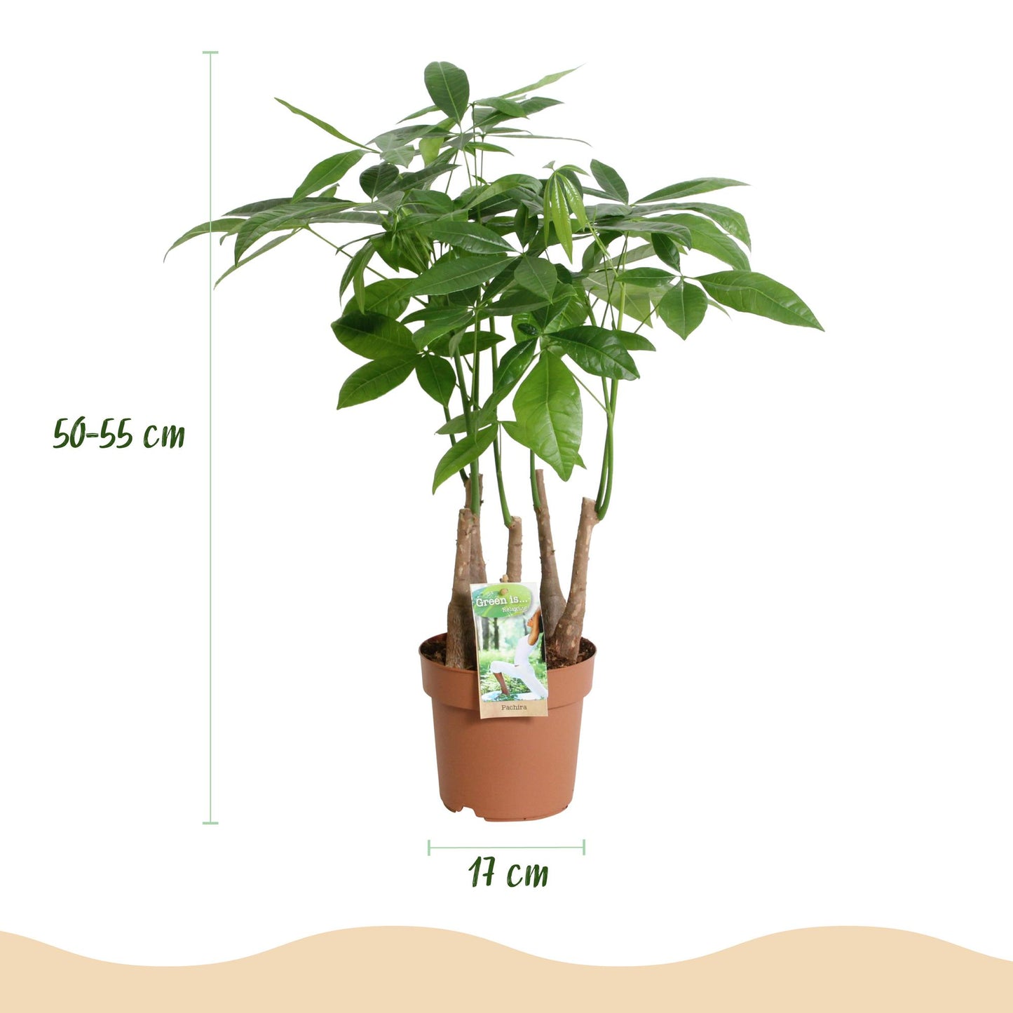 Green boutiQ - Zimmerpflanzen - Pachira Aquatica Mehrstamm - Geldbaum - Wenig Pflege - Grün - 2 Pflanzen - Topf 17cm - Höhe 50-55cm