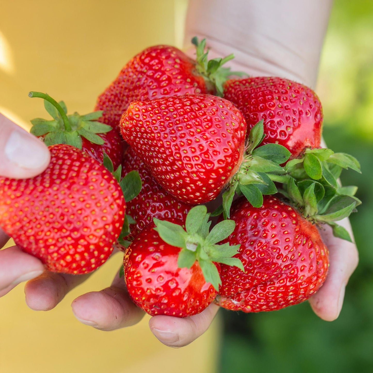 GreenboutiQ - Obstpflanzen - Erdbeere - Fragaria Maxim - Winterhart - 6 Pflanzen - Topf 9 cm - Rote Erdbeere