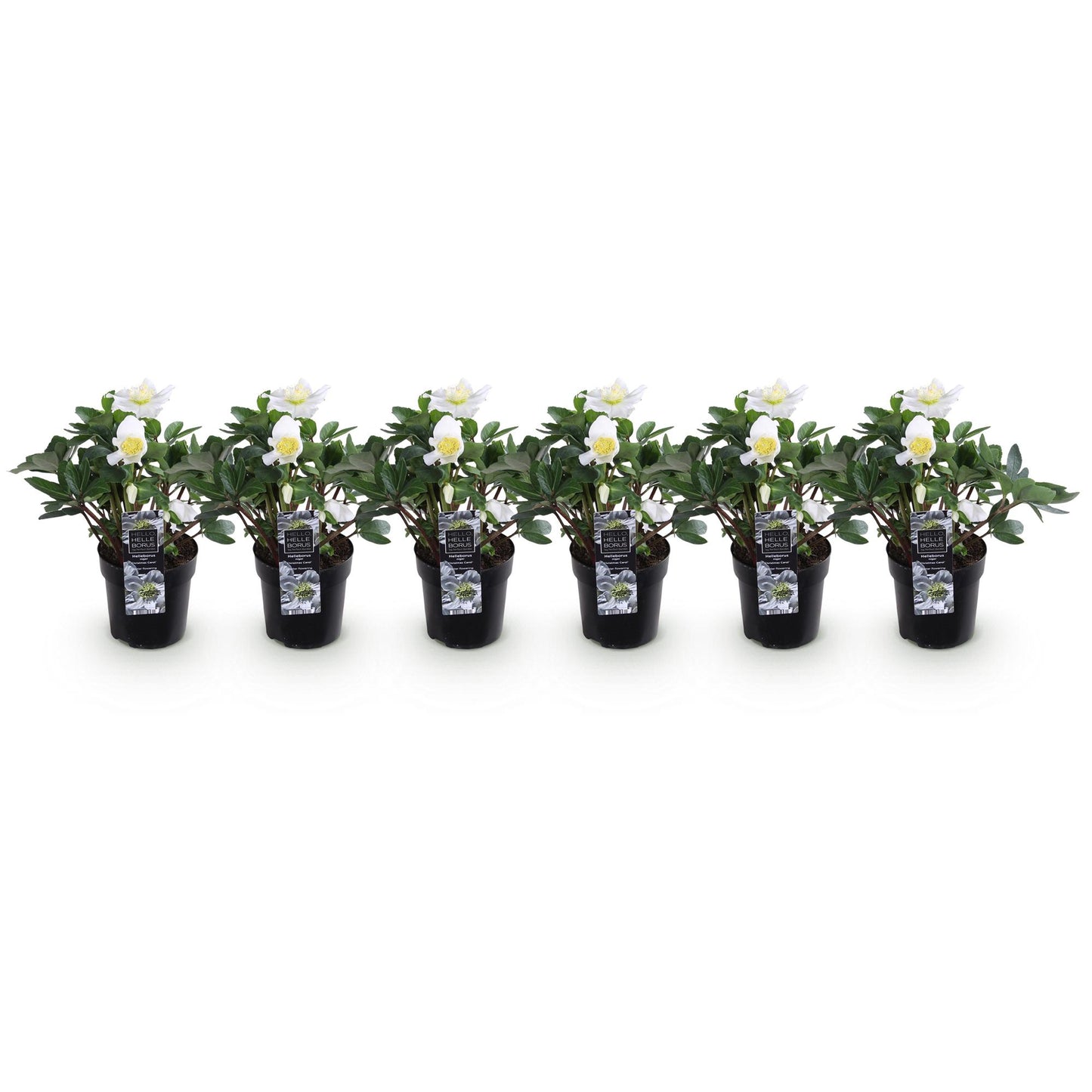 GreenboutiQ - Gartenpflanze - Weihnachtsrose - Helleborus Christmas Carol - Weiße Blüte - 6 Pflanzen - Immergrün - Topf 10,5cm Höhe 25cm