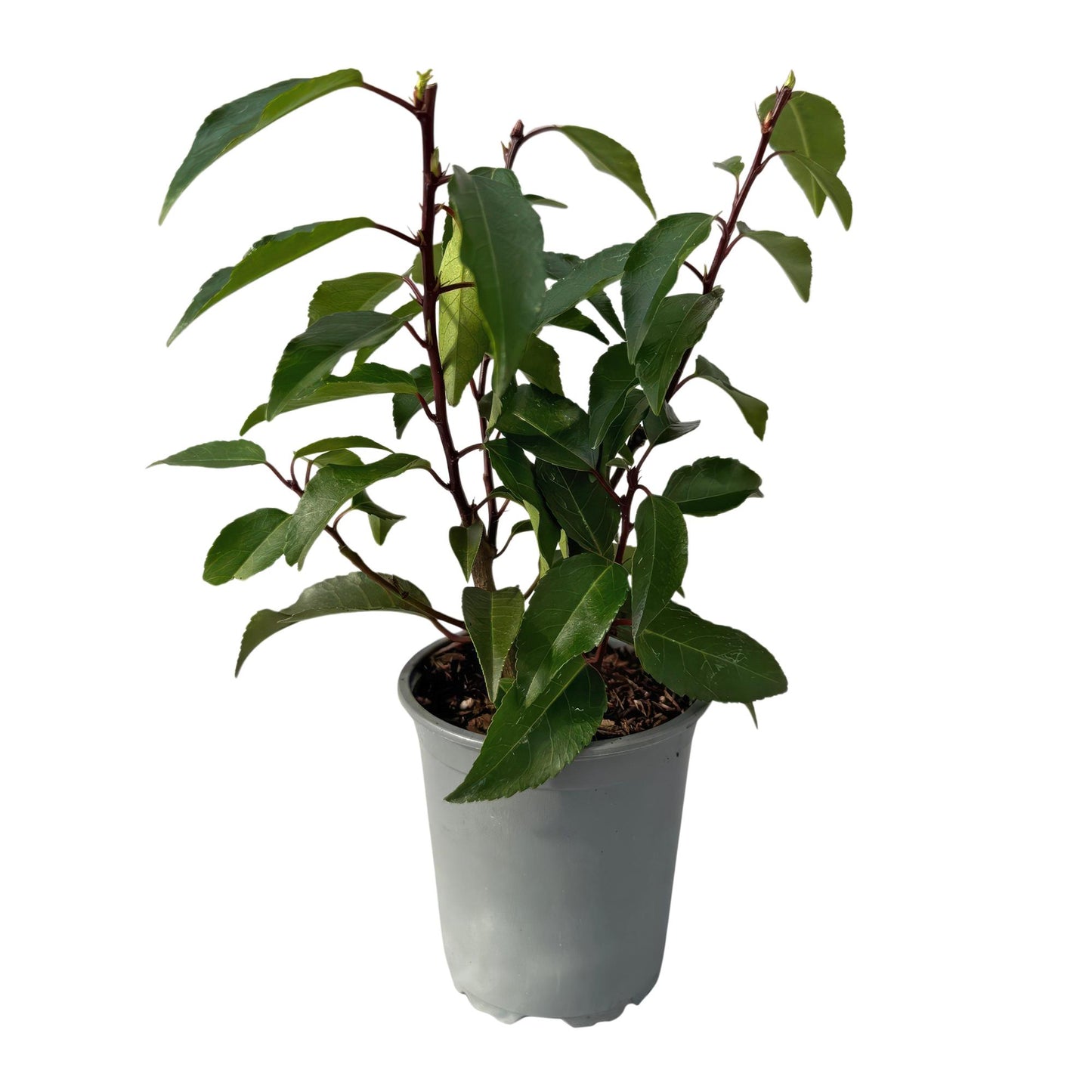 GreenboutiQ - Heckenpflanzen - Prunus lusitanica Angustifolia - Blatt grün - 8 Pflanzen - 1 laufender Meter - immergrün - Topf 9cm Höhe 30-35cm