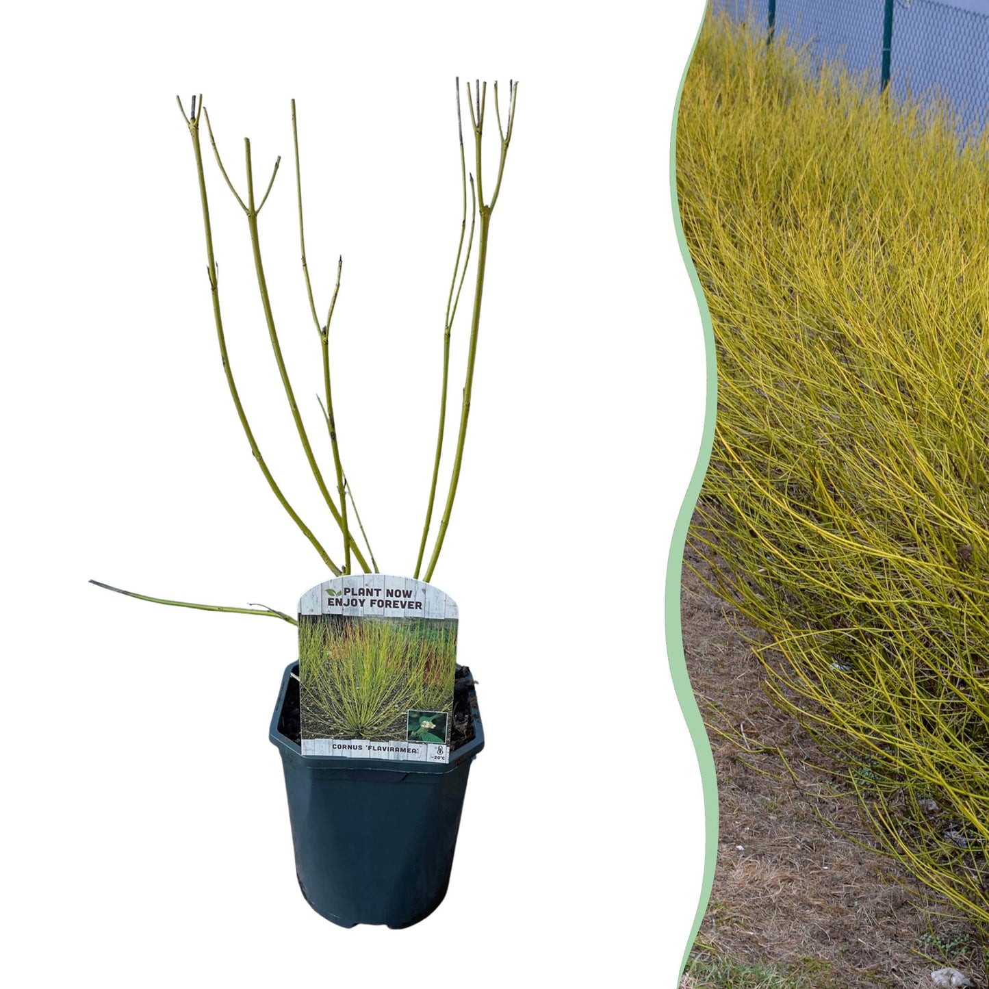 GreenboutiQ - Sträucher - Cornus alba Flaviramea - Grüne Zweige - 1 Pflanze - Laubabwerfend - Wenig Pflege - Topf 17cm Höhe 45cm