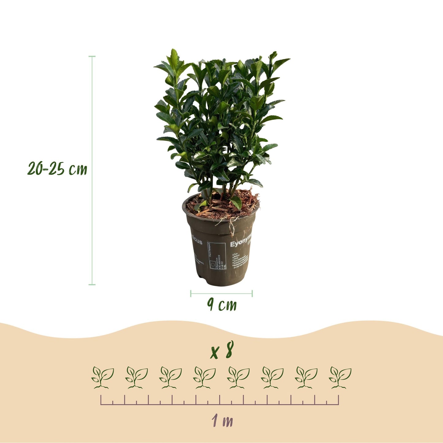 GreenboutiQ - Heckenpflanzen - Euonymus japonica Green Spire - Blatt grün - 8 Pflanzen - 1 laufender Meter - immergrün - Topf 9cm Höhe 20-25cm