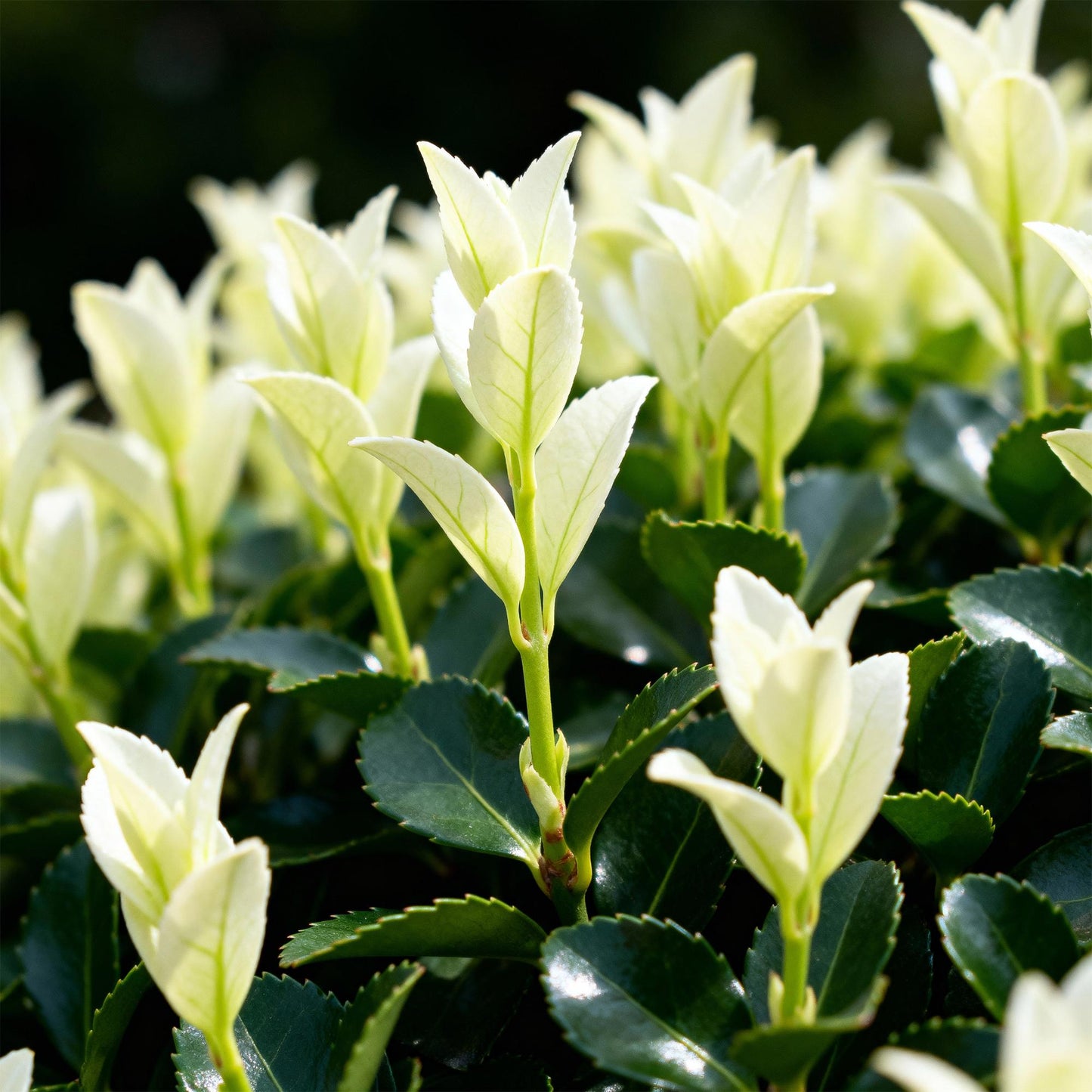 GreenboutiQ - Heckenpflanzen - Euonymus japonica Paloma Blanca - Blatt Grün und Weiß - 8 Pflanzen - 1 Laufender Meter - Immergrün - Topf 9cm Höhe 30-35cm