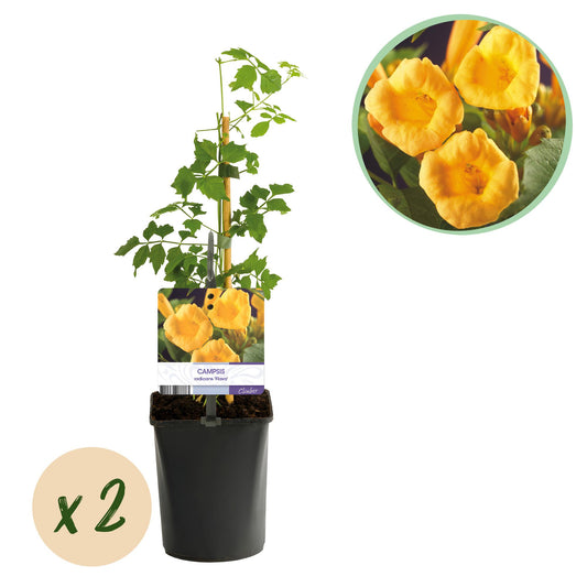 Green boutiQ - Trompetblume - Campsis radicans Flava - Blüte Gelb - Wenig Pflege - 2 Pflanzen - Topf 11cm Höhe 40cm