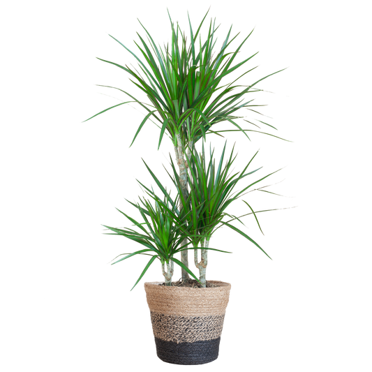Dracaena Marginata mit Lissabon Schwarz Korb - 95cm - Ø21