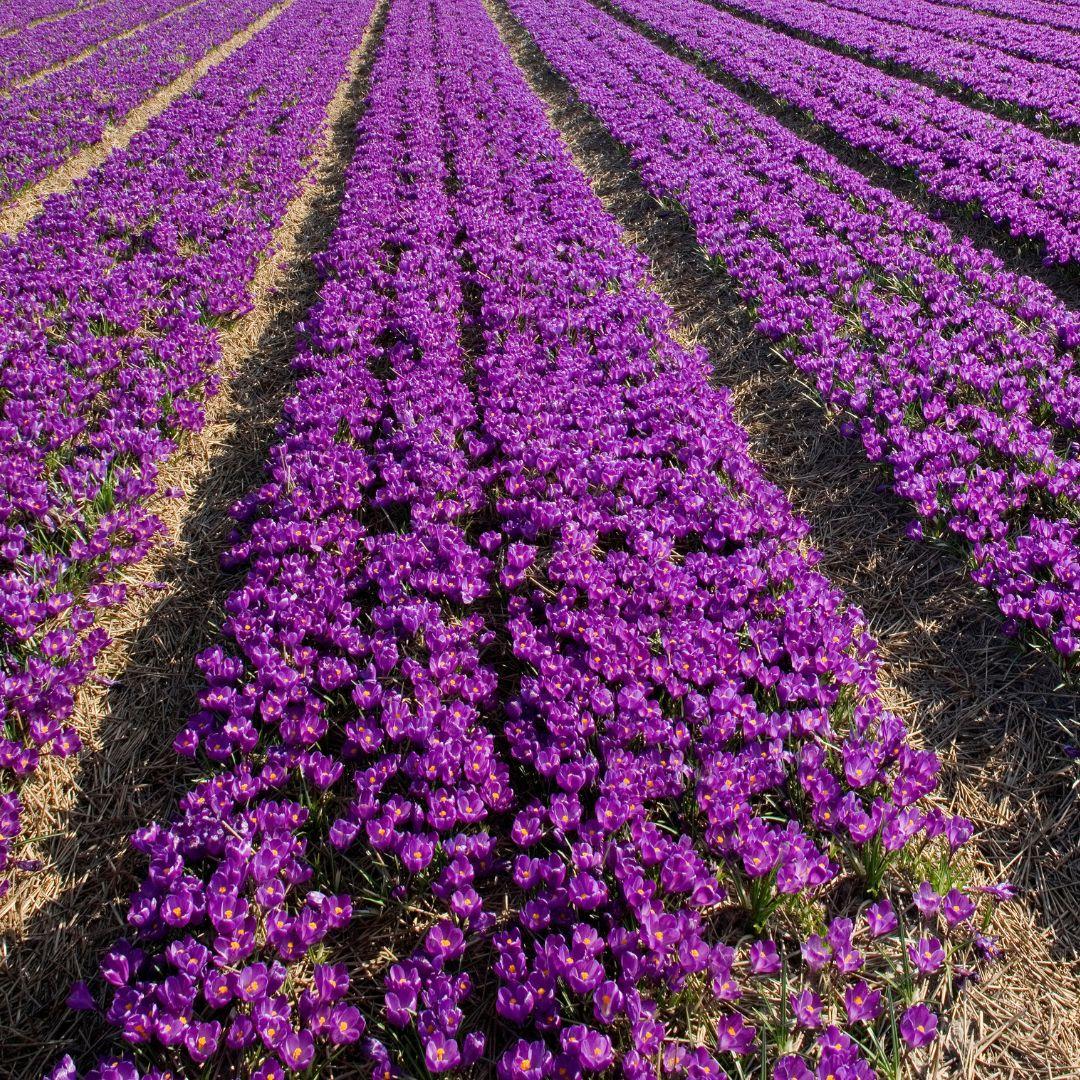 Flowerbulbs Amsterdam - Flower Record - 20 Blumenzwiebeln - Gr��e 8+