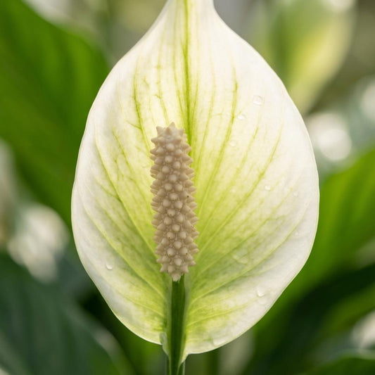 Spathiphyllum Einblatt - 2 Stück - Ø 12 cm - Höhe: 35 - 40 cm