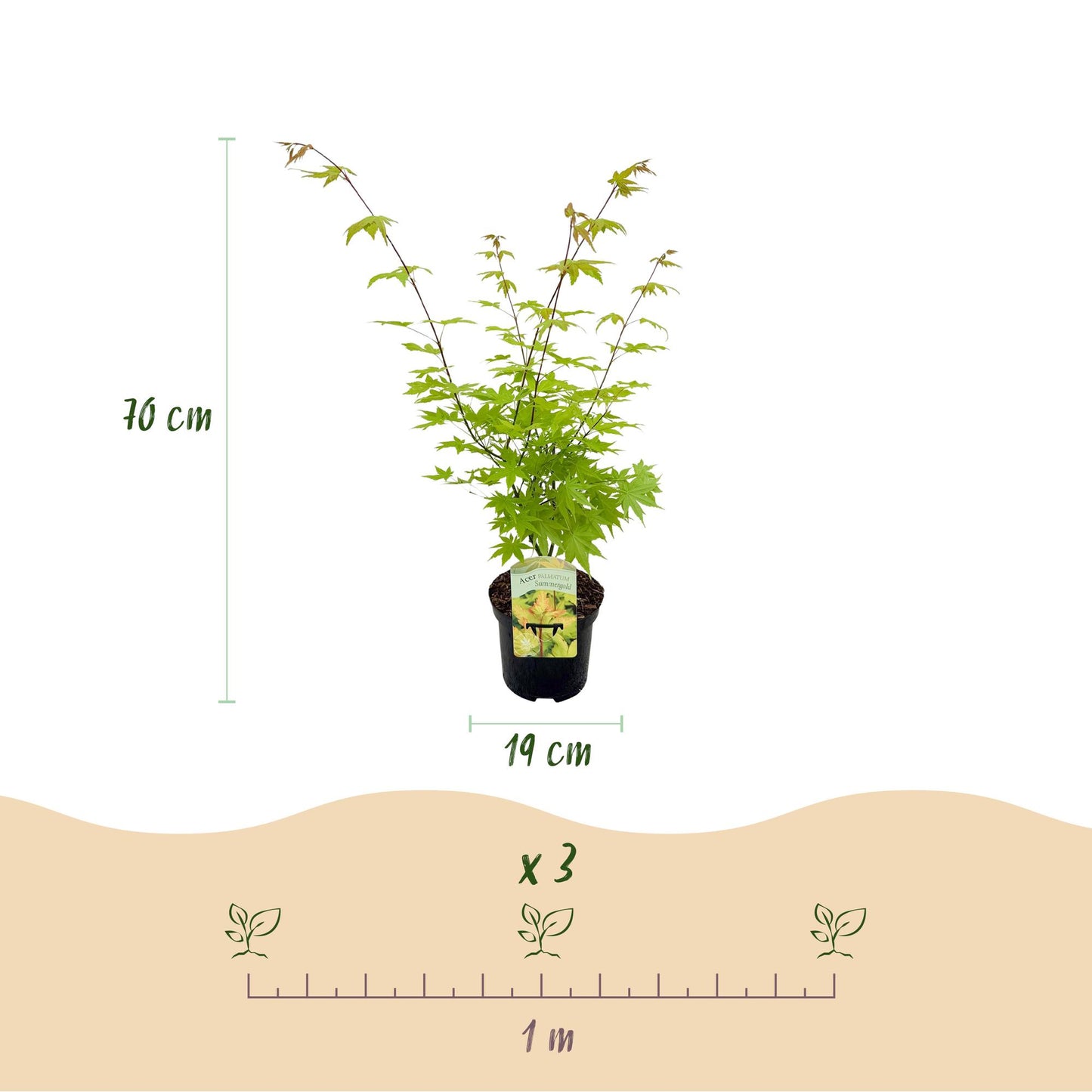 GreenboutiQ - Balkonpflanze - Japanischer Ahorn - Acer palmatum Summergold - Gelb - 1 Pflanze - Laubabwerfend - Topf 19cm Höhe 70cm