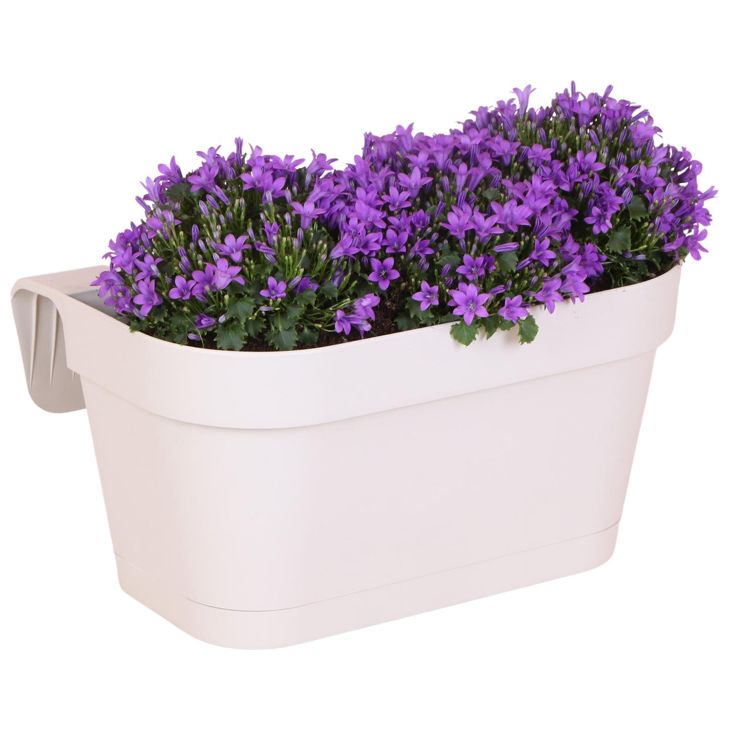 Campanula Addenda Ambella Intensives Violett - Balkonpflanzer weiß mit 3 Campanula-Töpfen Größe 12cm - Inkl. Aufhängesystem - Glockenblume violett - Stauden - Gartenpflanzen