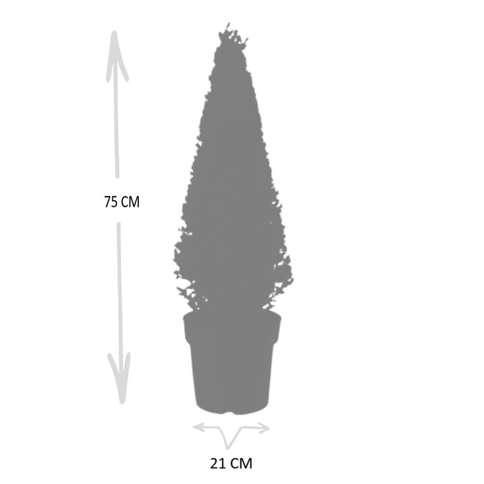 1x Ilex pyramide 55 cm hoog |  Ø  21 cm