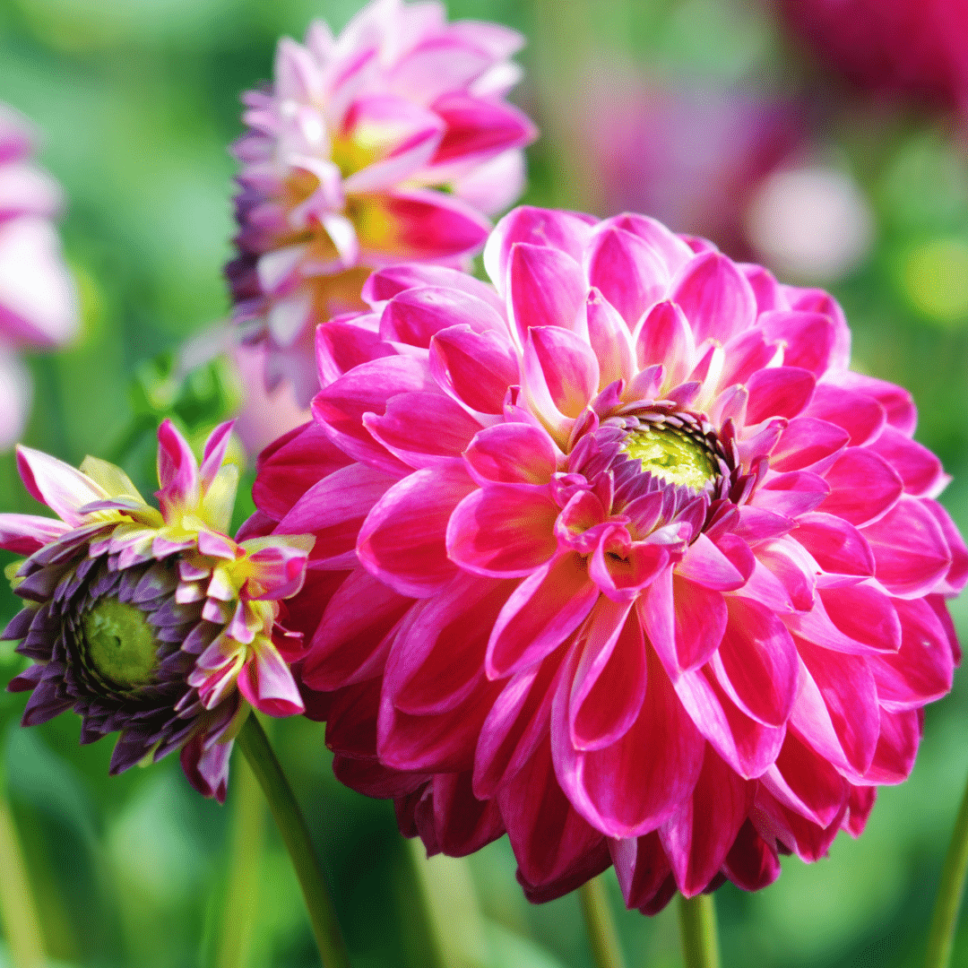 Flowerbulbs Amsterdam Super Mix - Paket mit 8 verschiedenen Dahlien, 1,5 m² Dahlienvergnügen