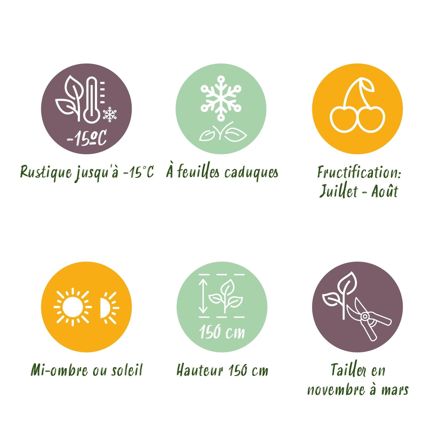 GreenboutiQ - Obstpflanze - Brombeere - Rubus Thornfree Evergreen - Schwarze Brombeere - Dornlos - 2 Pflanzen - Topf 11cm Höhe 40cm