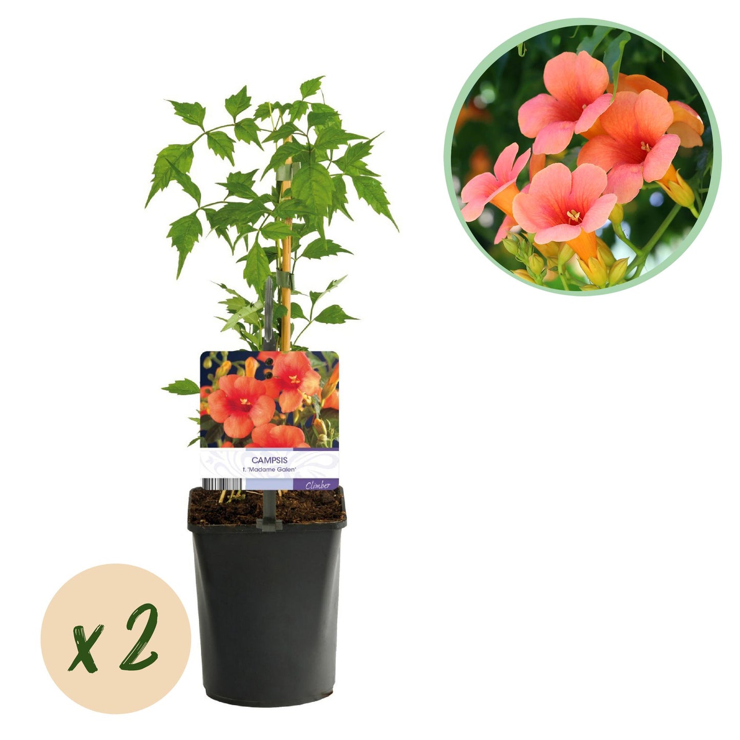 GreenboutiQ - Trompetblume - Campsis radicans Madame Galen - Blüte Orange - Wenig Pflege - 2 Pflanzen - Topf 11cm Höhe 40cm
