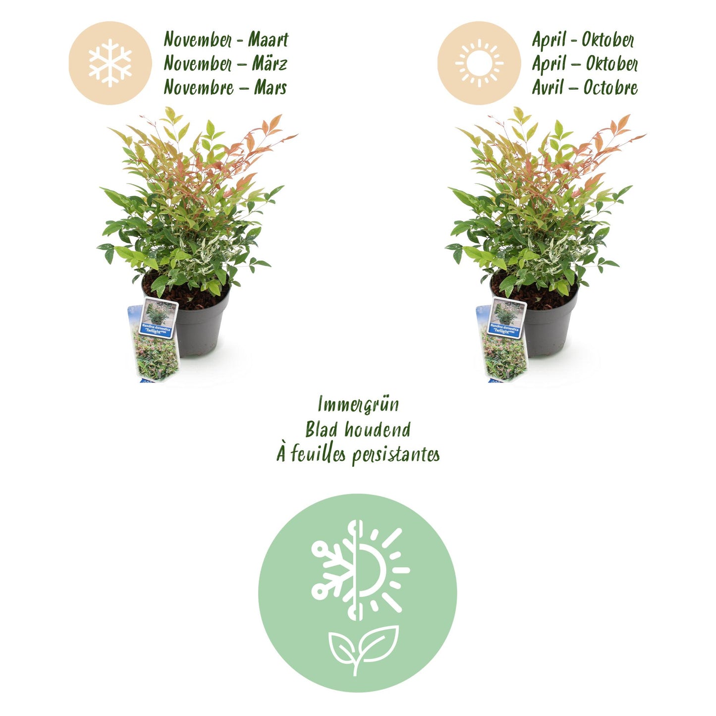 GreenboutiQ - Gartenpflanze - Nandina Twilight - Bunt & Rosa - 1 Pflanze - Immergrün - Wenig Pflege - Topf 17cm Höhe 45cm