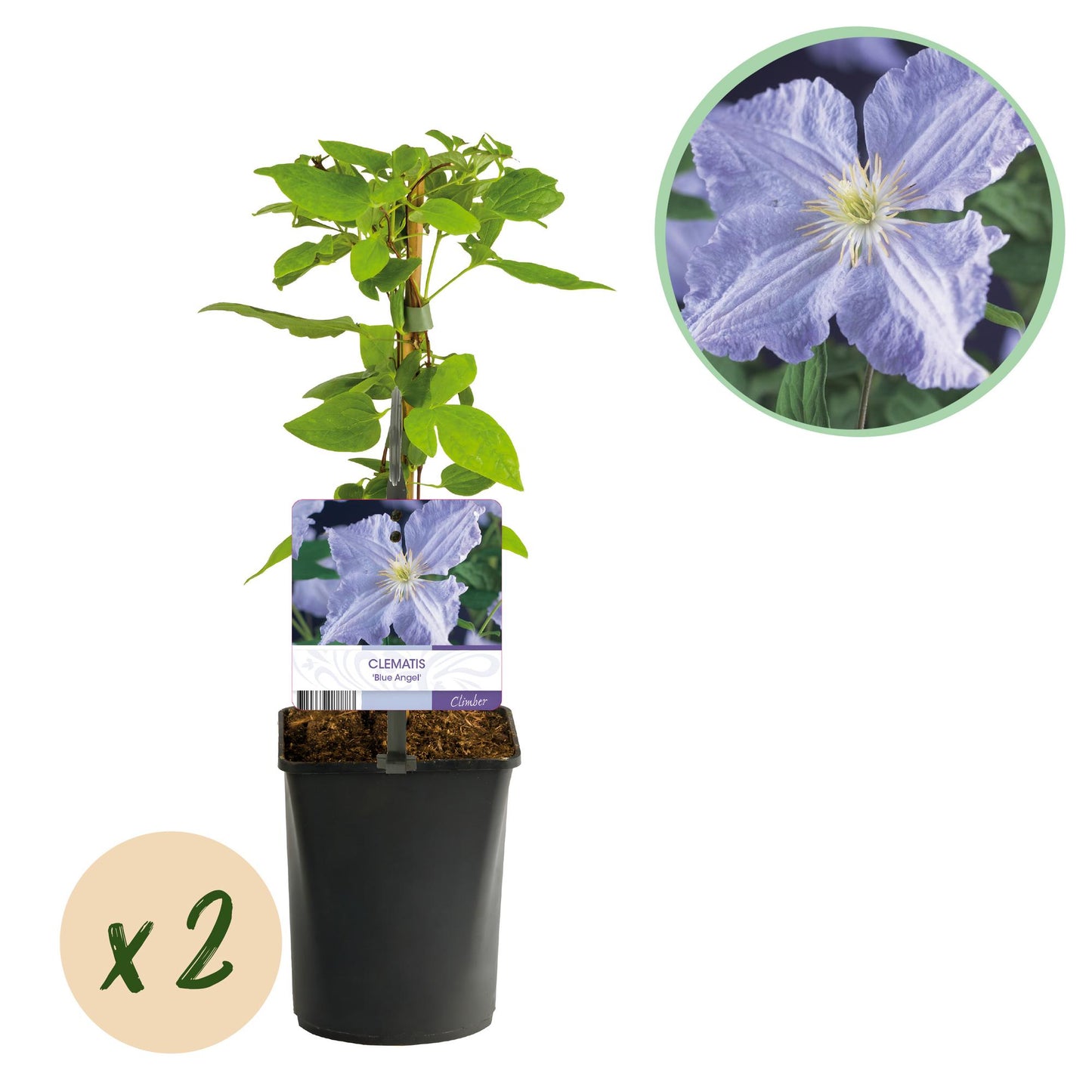GreenboutiQ - Kletterpflanze - Clematis Blue Angel - Blüte Licht Blau - Wenig Pflege - 2 Pflanzen - Topf 11cm Höhe 40cm