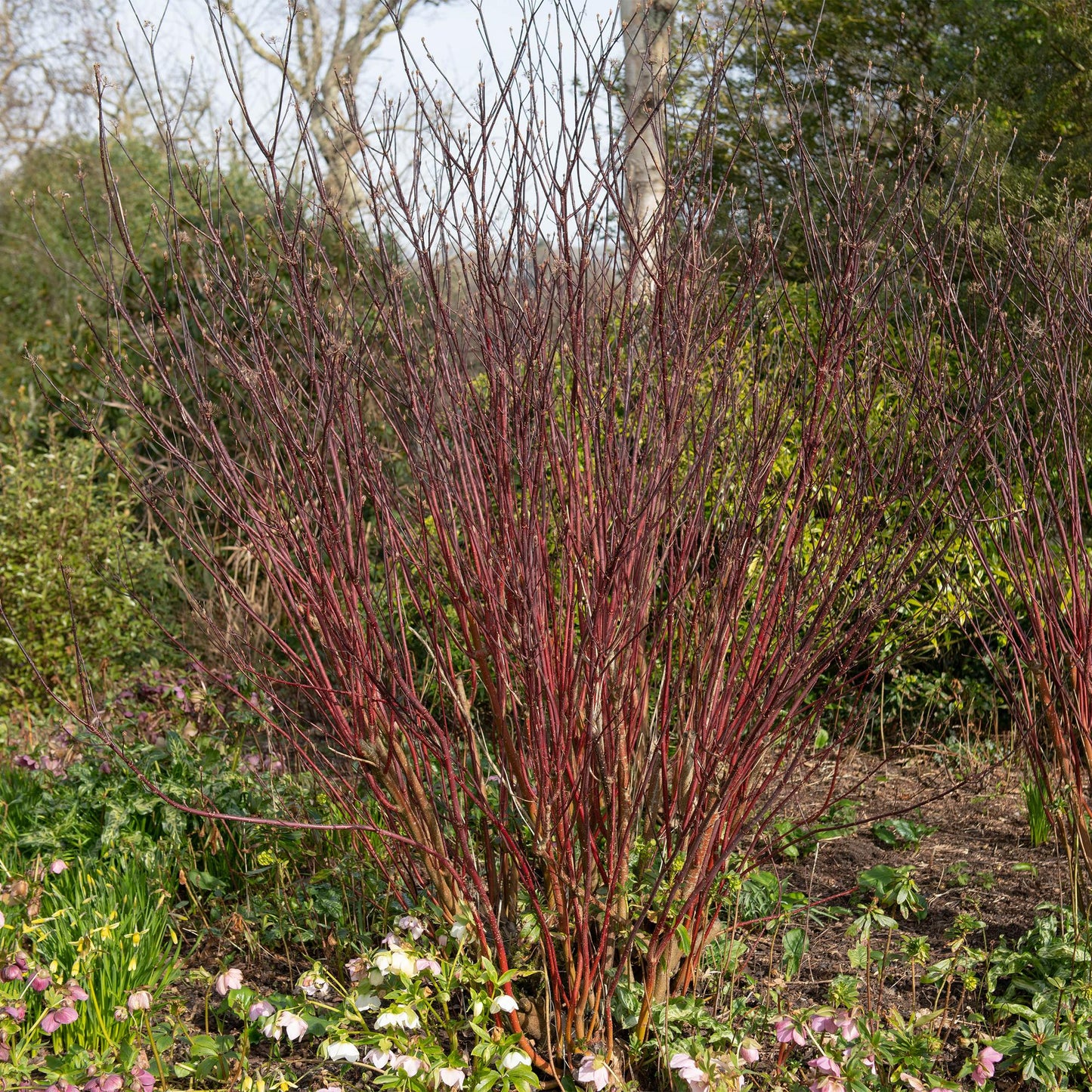 GreenboutiQ - Sträucher - Cornus alba Kesselringii - Violette Zweige - 1 Pflanze - Laubabwerfend - Wenig Pflege - Topf 17cm Höhe 45cm
