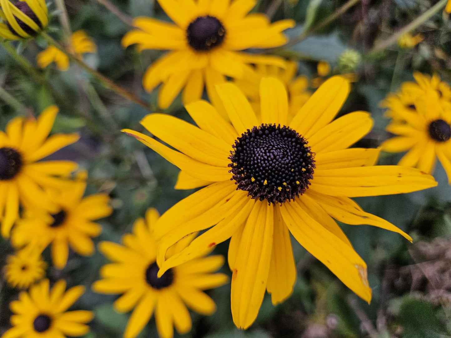 40x Rudbeckia fulgida 'Goldsturm' - ↕10-25cm - Ø9cm