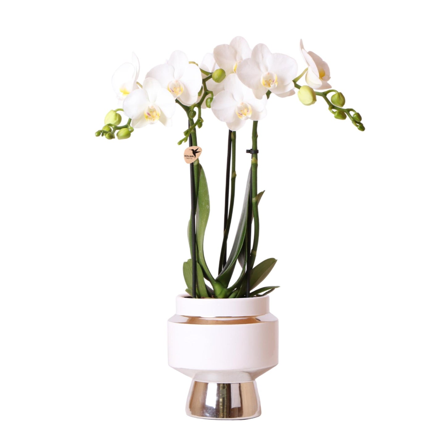 Kolibri Orchids | Weiße Phalaenopsis Orchidee - Amabilis + Le Chic Deko-Topf silber - Topfgröße Ø9cm - 40cm hoch | blühende Zimmerpflanze im Blumentopf - frisch vom Züchter