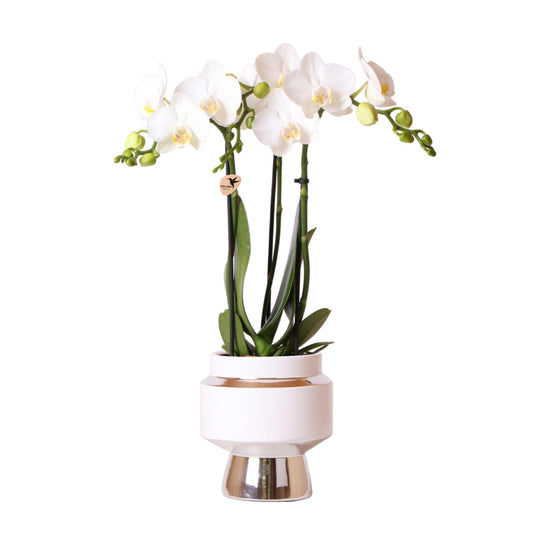 Kolibri Orchids | Weiße Phalaenopsis Orchidee - Amabilis + Le Chic Deko-Topf silber - Topfgröße Ø9cm - 40cm hoch | blühende Zimmerpflanze im Blumentopf - frisch vom Züchter