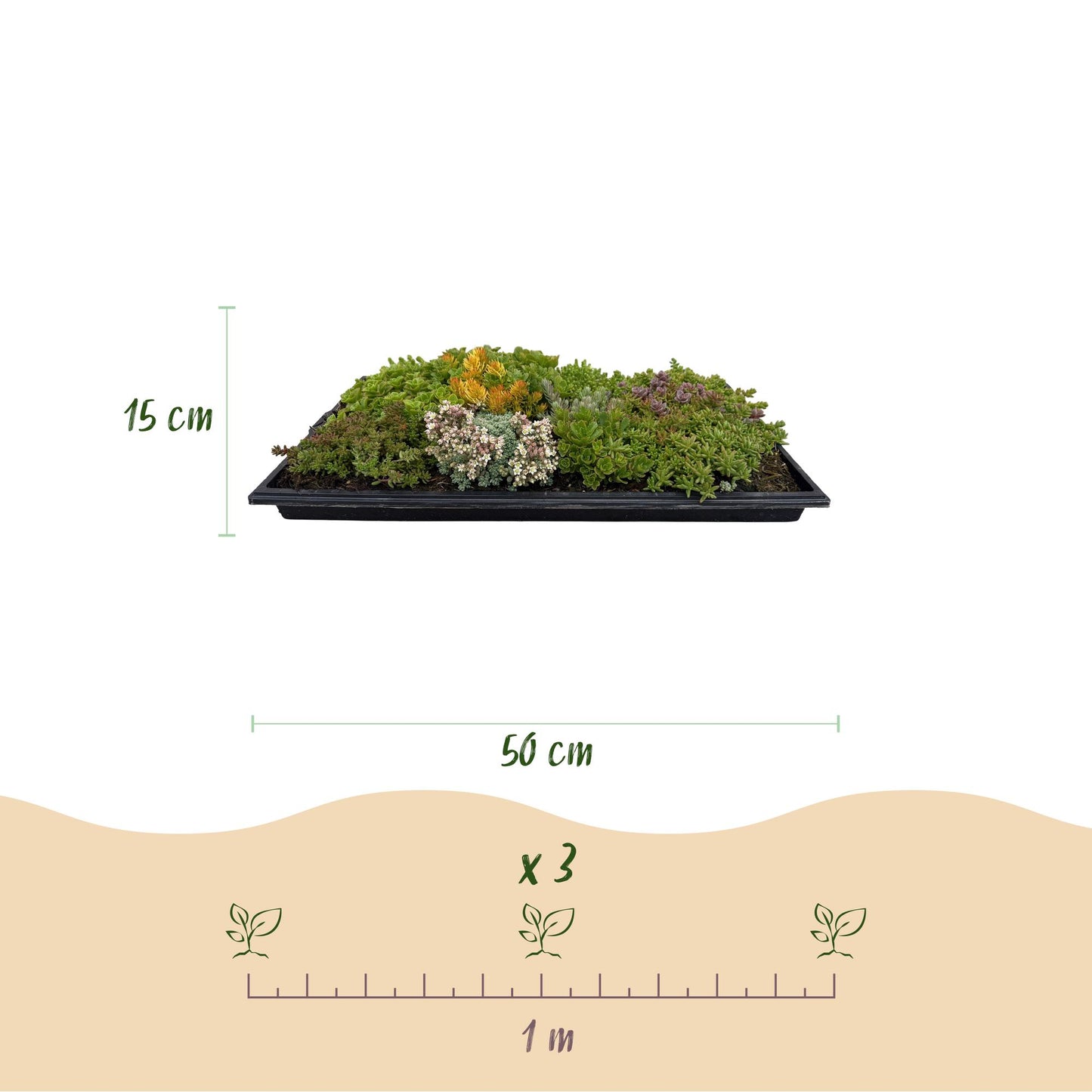 GreenboutiQ - Bodendecker - Winterhart - Sedummatte - Besteht aus 10 Sorten - X4 - Wenig Pflege - Länge 50cm Breite 30cm