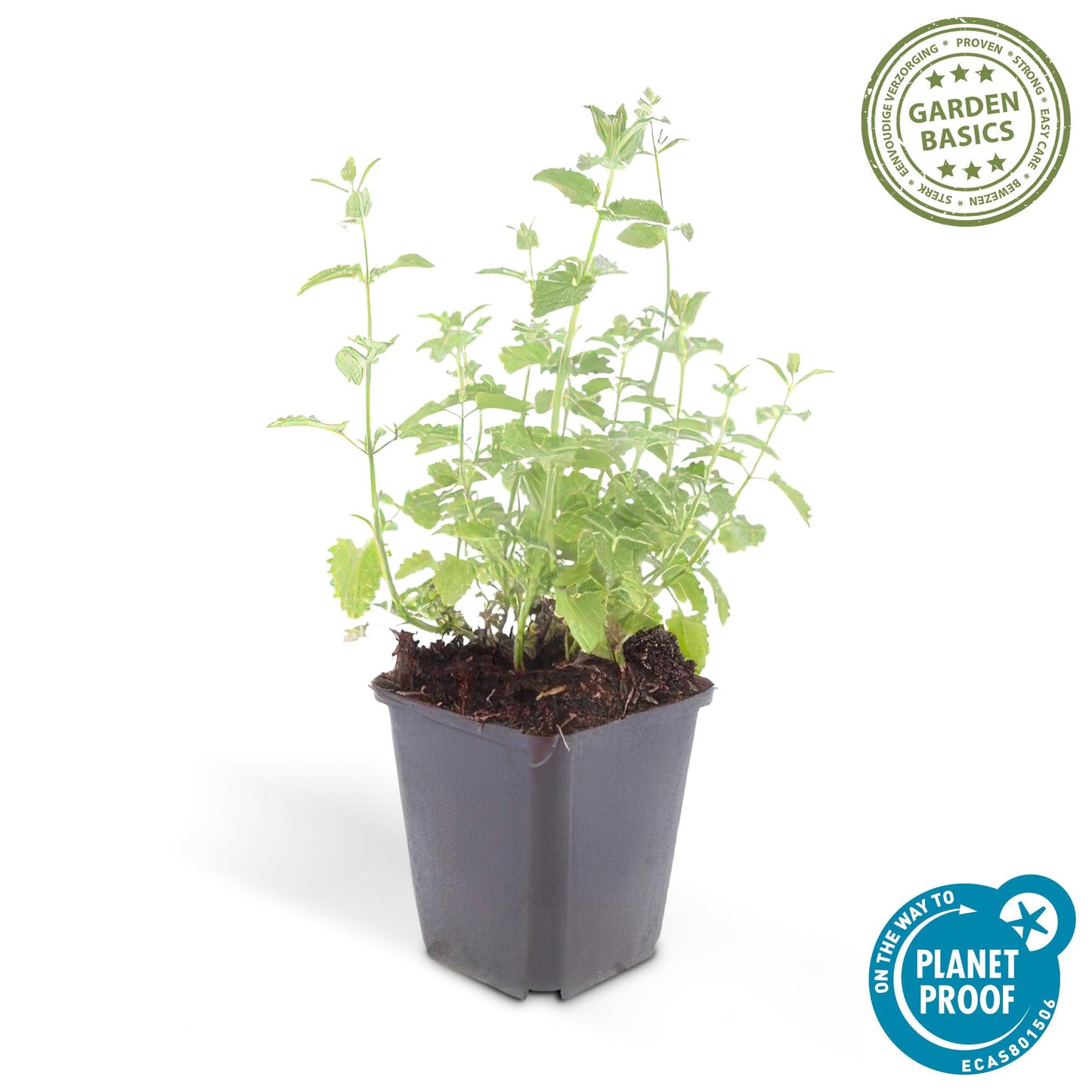 20x Nepeta 'Six Hills Giant' - ↕10-25cm - Ø9cm