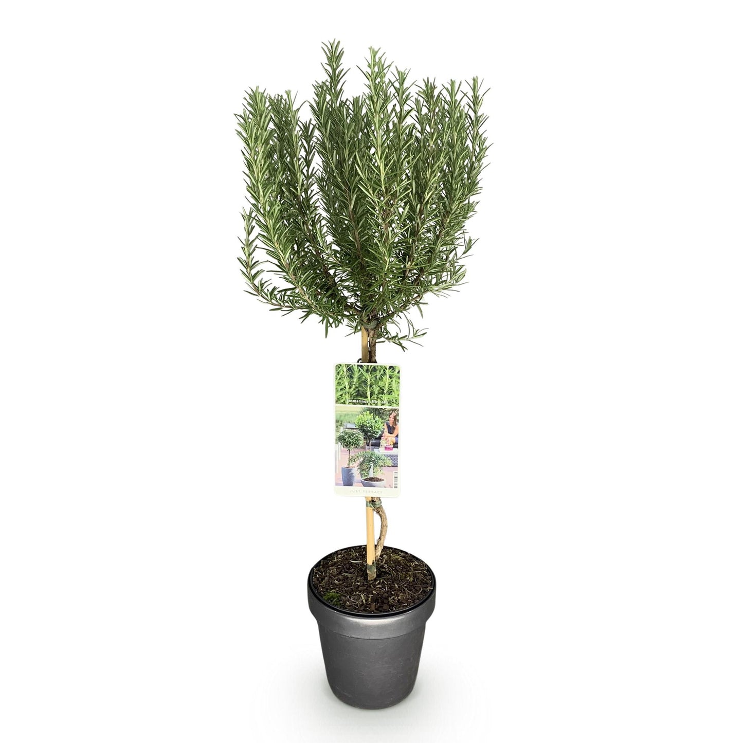 GreenboutiQ - Stamm Pflanze - Rosmarinus officinalis - Terrassen Pflanze - Immergrün - Winterhart - Lila Blüte - Topf 19cm Höhe 90cm