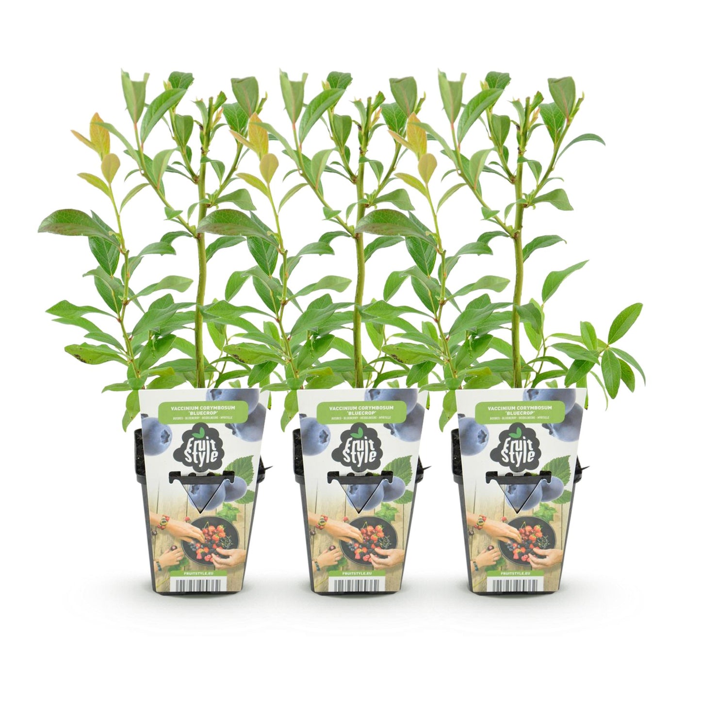GreenboutiQ - Obstpflanzen - Blaubeere - Vaccinium corymbossum Bluegold - Winterhart - 3 Pflanzen - Topf 9 cm - Blaubeere