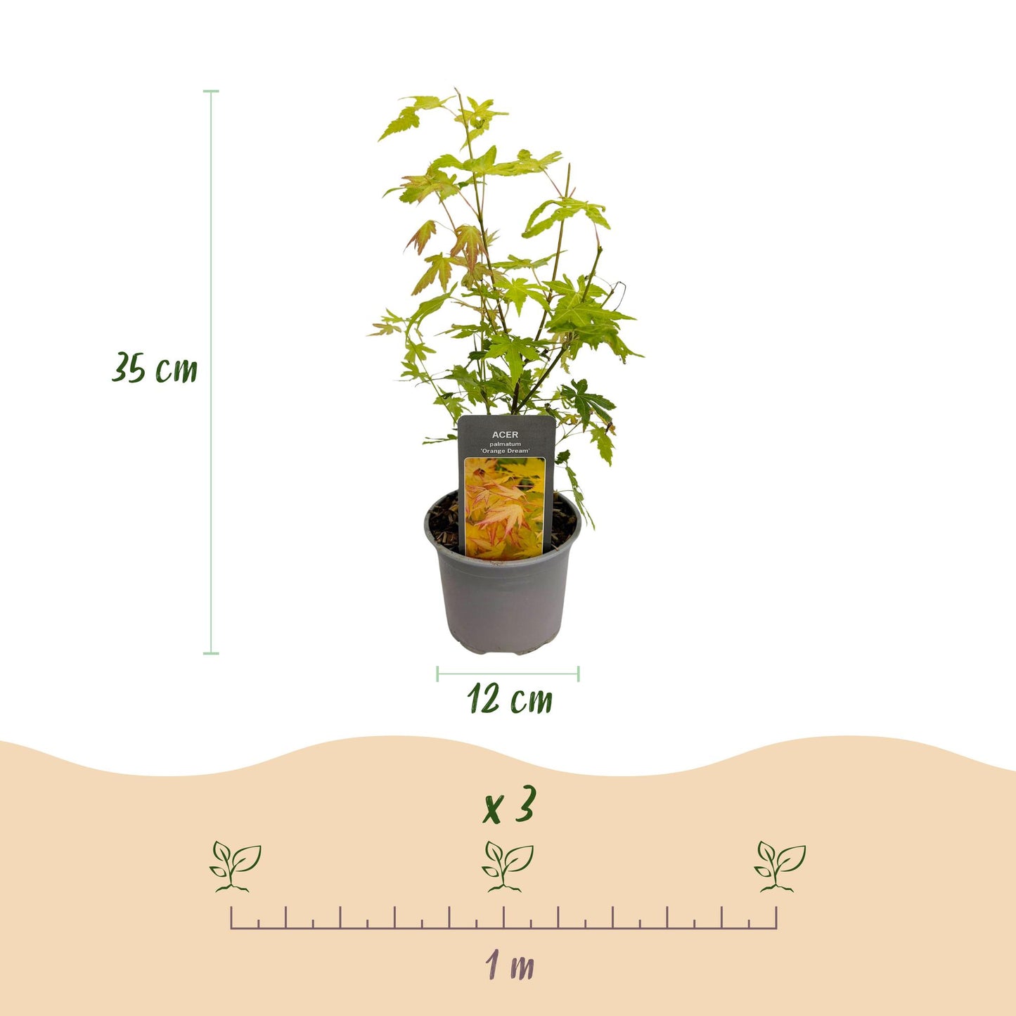 GreenboutiQ - Gartenpflanze - Acer palmatum Orange Dream - Orange - 3 Pflanzen - Laubabwerfend - Wenig Pflege - Topf 12cm Höhe 35cm