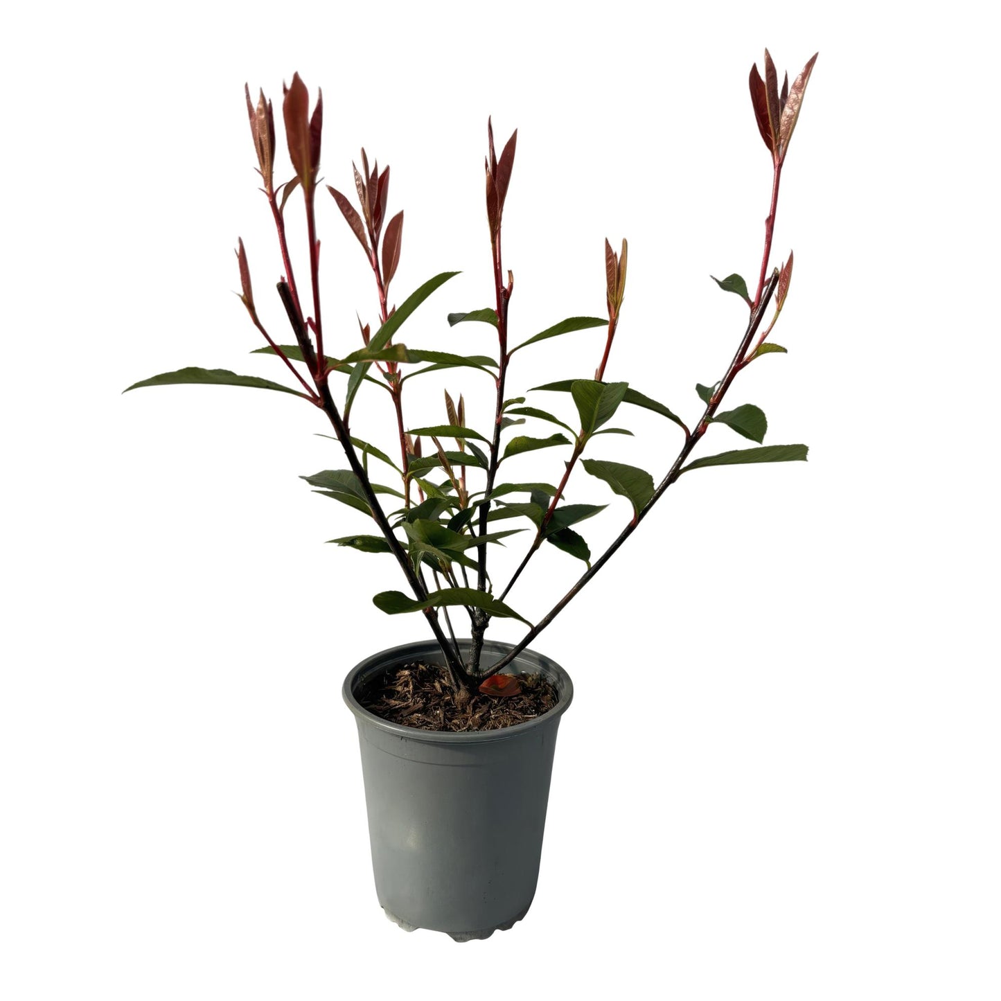 GreenboutiQ - Heckenpflanzen - Photinia fraseri Carre Rouge - rot grün Blatt - 8 Pflanzen - 1 laufender Meter - immergrün - Topf 9cm Höhe 30-35cm