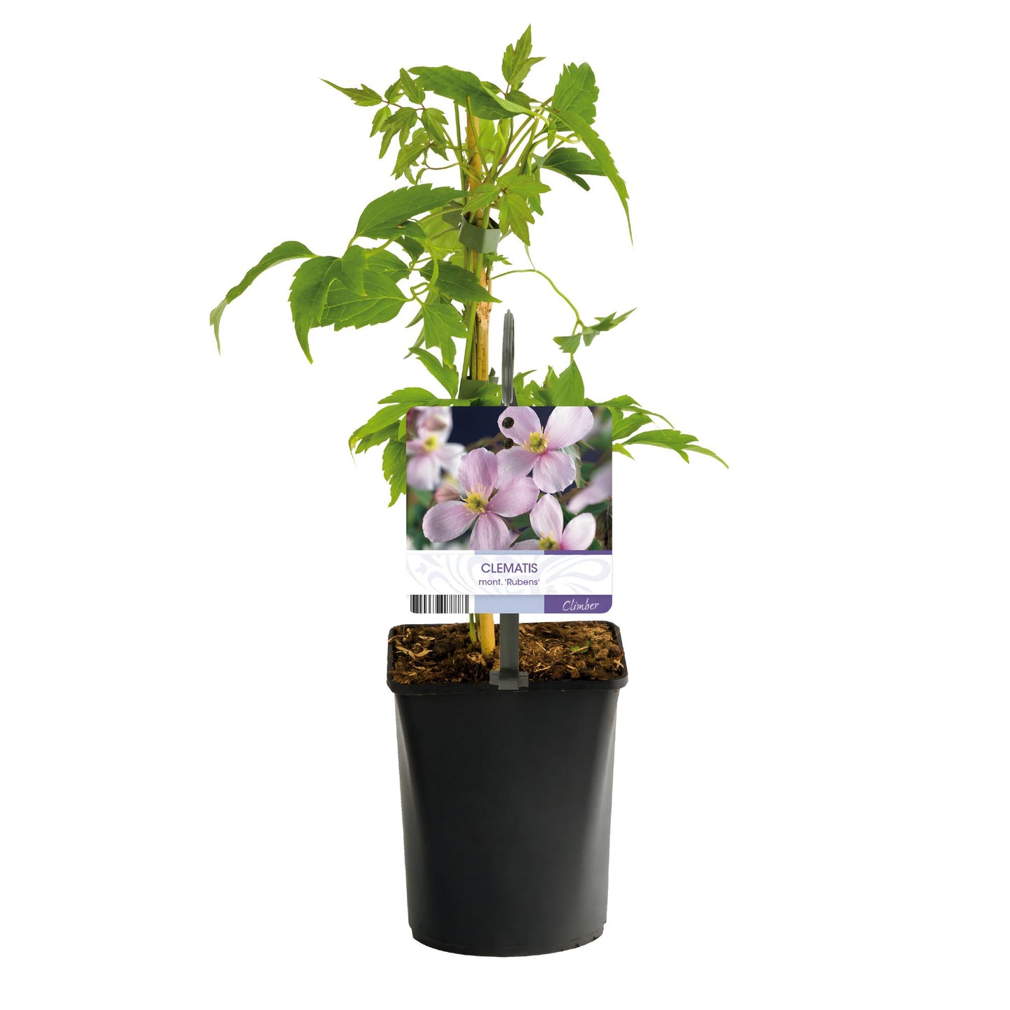 GreenboutiQ - Kletterpflanze - Clematis montana Rubens - Blüte Rosa - Frühblühend - Wenig Pflege - 2 Pflanzen - Topf 11cm Höhe 40cm