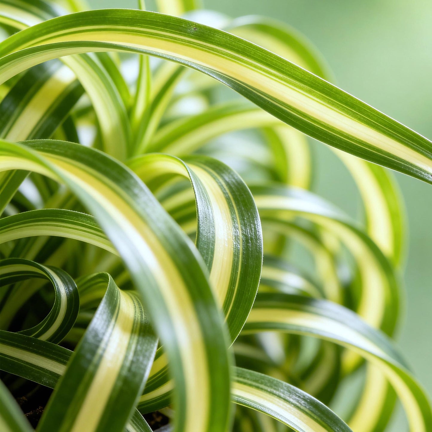 Green boutiQ - Zimmerpflanze - Chlorophytum comosum Bonnie - Gewelltes Grünlilie - Haustierfreundlich - Bunt - 2 Pflanzen - Topf 12cm - Höhe 20-25cm