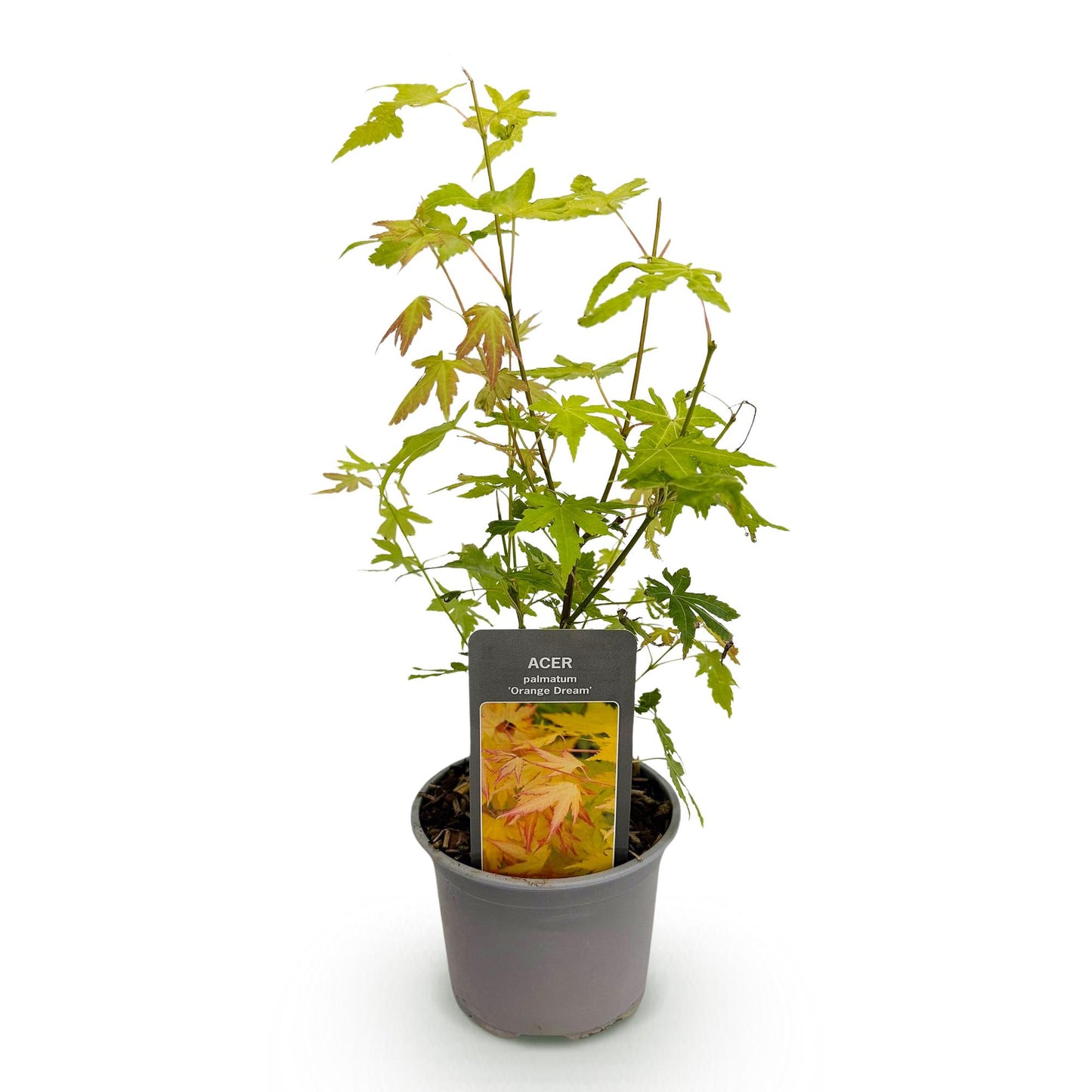 GreenboutiQ - Gartenpflanze - Acer palmatum Orange Dream - Orange - 1 Pflanze - Laubabwerfend - Wenig Pflege - Topf 12cm Höhe 35cm