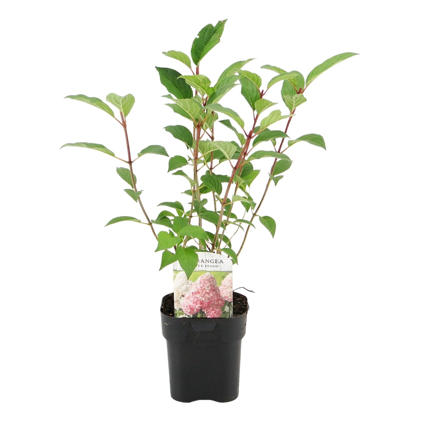 GreenboutiQ - Rispenhortensie - Hydrangea panniculata Vanille Fraise - Blüte Weiß Rosa - 3 Pflanzen 1 m² - Laubabwerfend - Große Blüten - Topf 17cm Höhe 50cm
