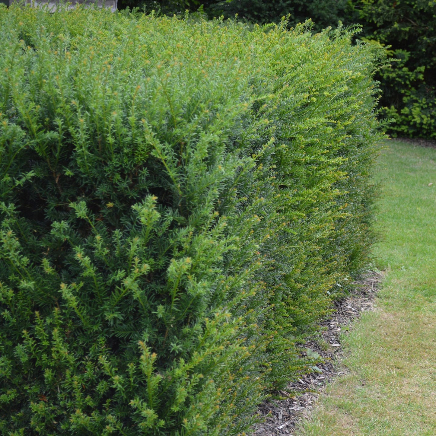 GreenboutiQ - Heckenpflanzen - Taxus baccata - Blatt grün - 6 Pflanzen - 1 laufender Meter - immergrün - Topf 17cm Höhe 60cm