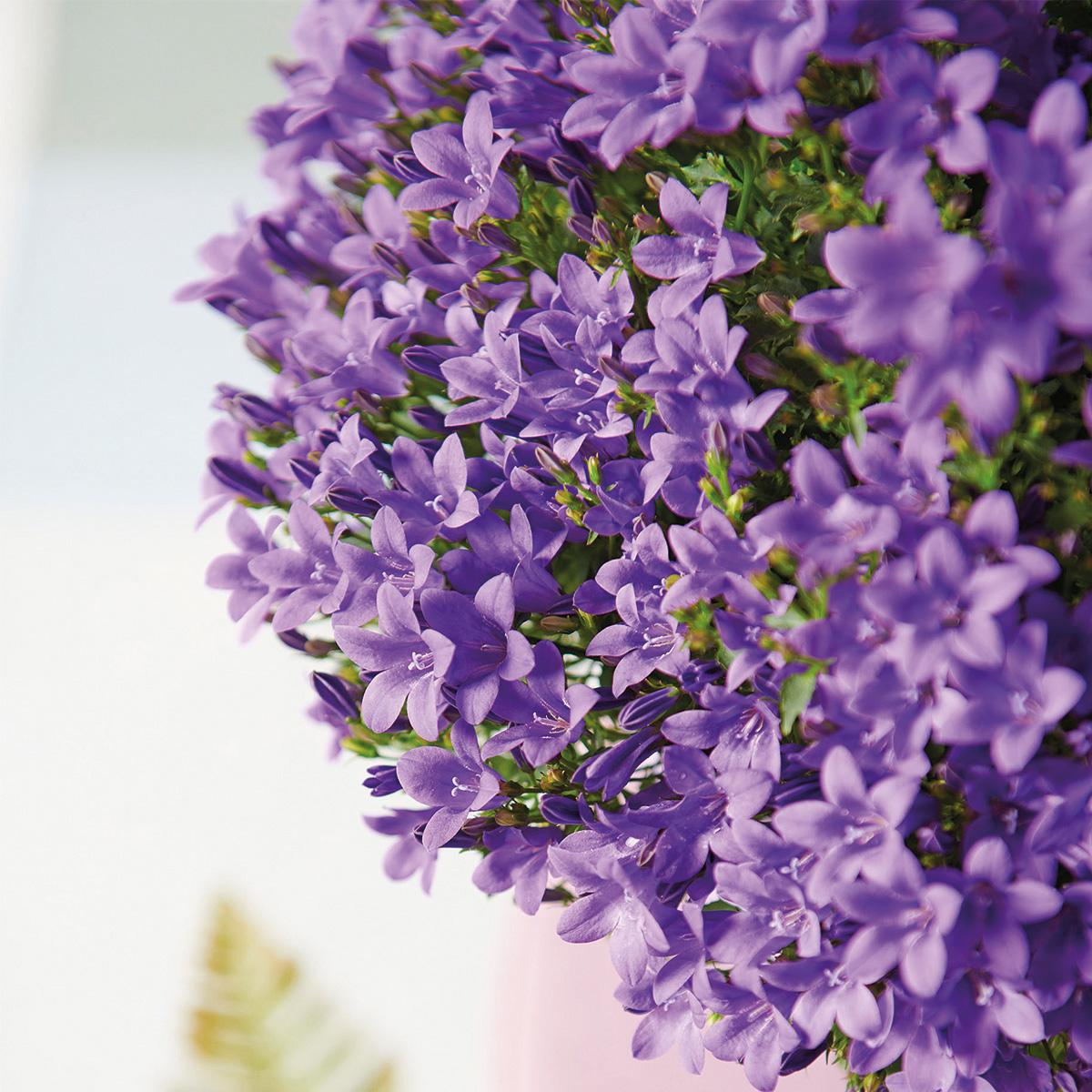 Campanula Addenda Ambella Intensives Violett - Balkonpflanzer weiß mit 3 Campanula-Töpfen Größe 12cm - Inkl. Aufhängesystem - Glockenblume violett - Stauden - Gartenpflanzen