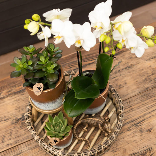 Kolibri Greens | Groene Pflanze - Sukkulente Crassula Minor - Blumenerde Ø6cm - grüne Zimmerpflanze - frisch aus der Gärtnerei