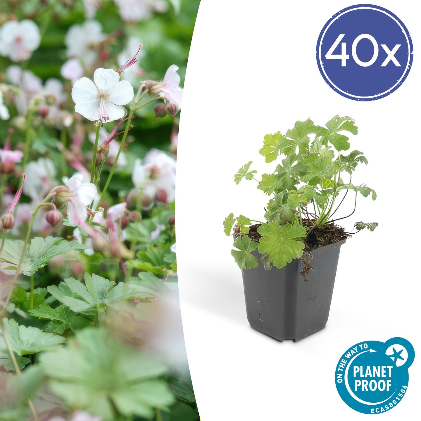 40x Geranium cant. 'Biokovo' - ↕10-25cm - Ø9cm