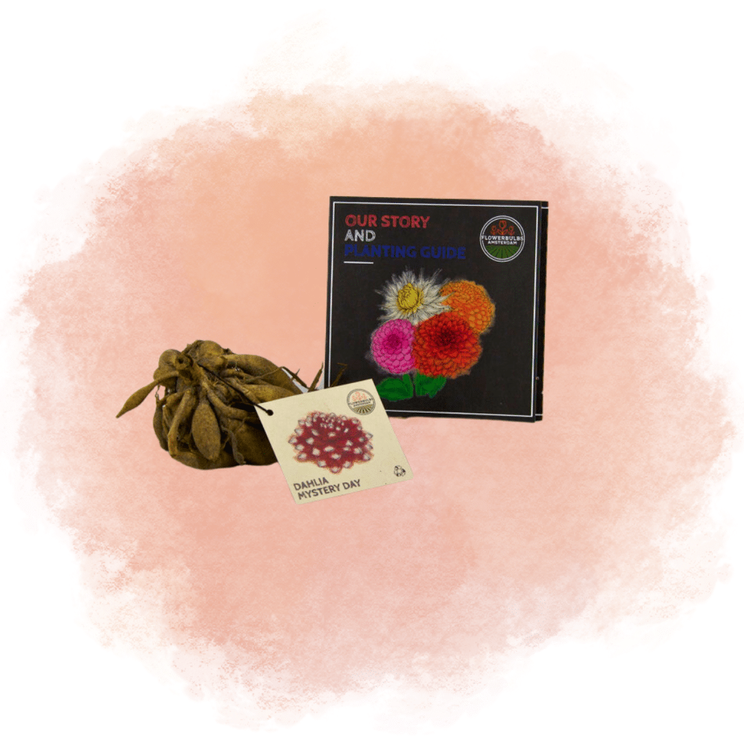 Flowerbulbs Amsterdam - Dahlie Mystery Day, Großblumiges Erscheinungsbild