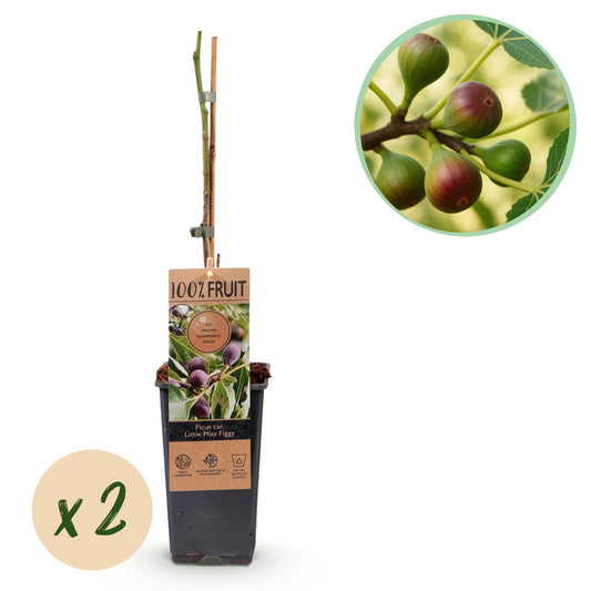 GreenboutiQ - Obstpflanze - Feigenbaum - Ficus caria Little mis Figgy - Rote Frucht - 2 Pflanzen - Topf 15cm Höhe 50cm
