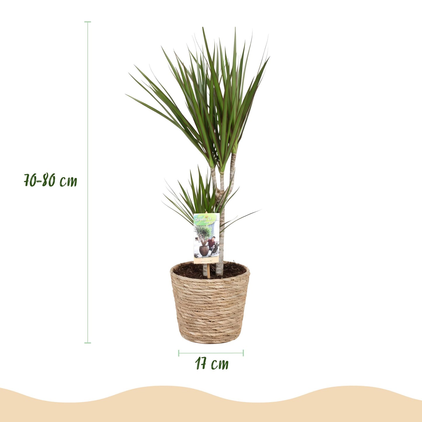 Green boutiQ - Zimmerpflanzen - Dracaena Marginata - Drachenbaum - Pflegeleicht - mit Korb - Grün - 2 Pflanzen - Topf 17cm - Höhe 70-80cm