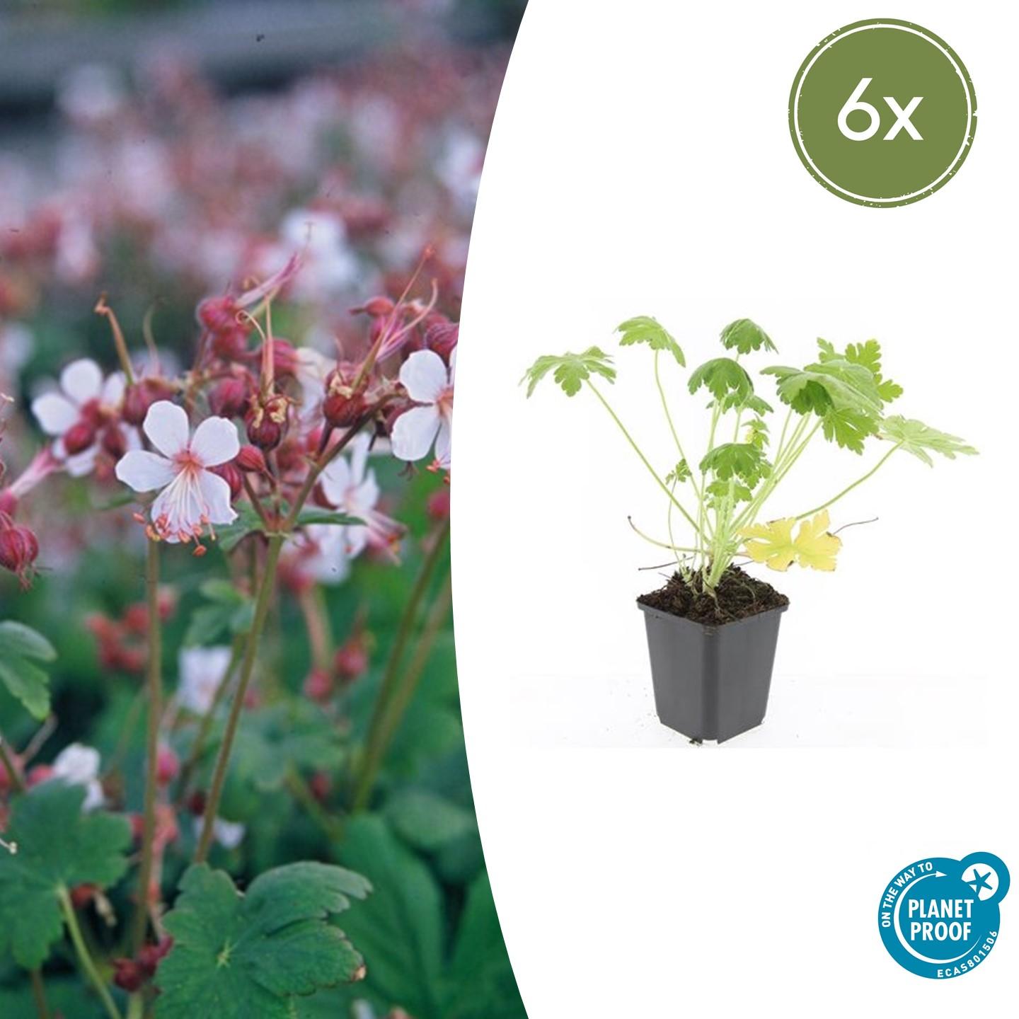 6x Geranium macr. 'Spessart' - ↕10-25cm - Ø9cm