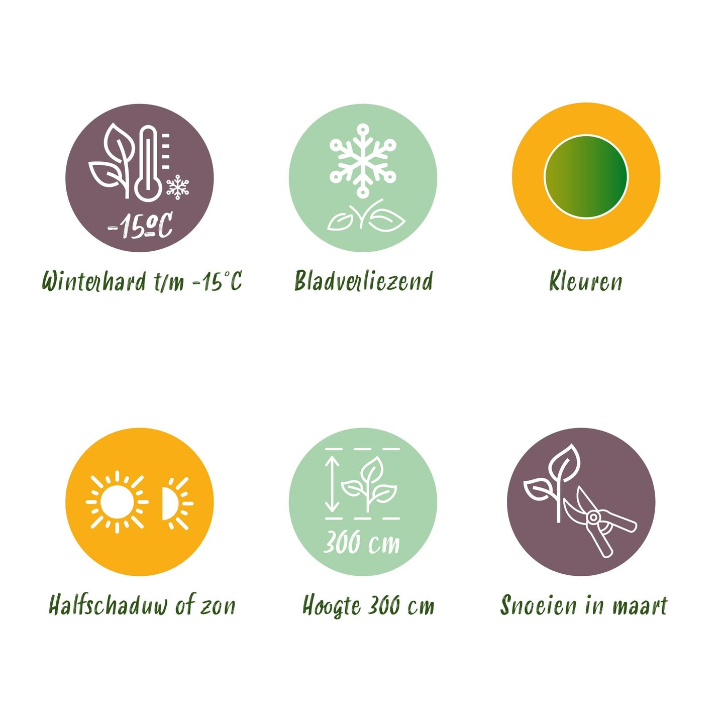 GreenboutiQ - Balkonpflanze - Japanischer Ahorn - Acer palmatum Koto-no-ito - Grün - 1 Pflanze - Laubabwerfend - Topf 19cm Höhe 70cm