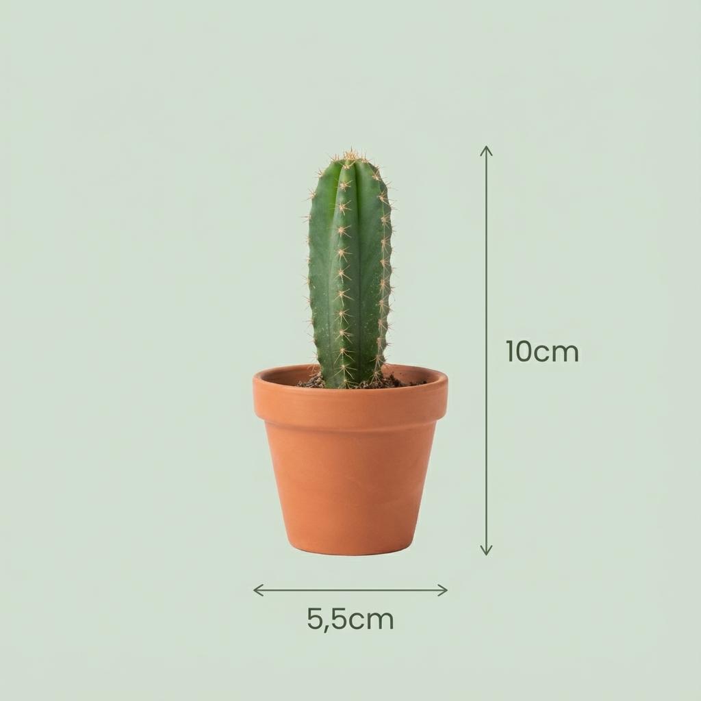 Mini Kakteen & Sukkulenten Mix - 18 Stück - Ø 8,1 cm - Höhe: 5-10 cm - Terrakottatöpfe