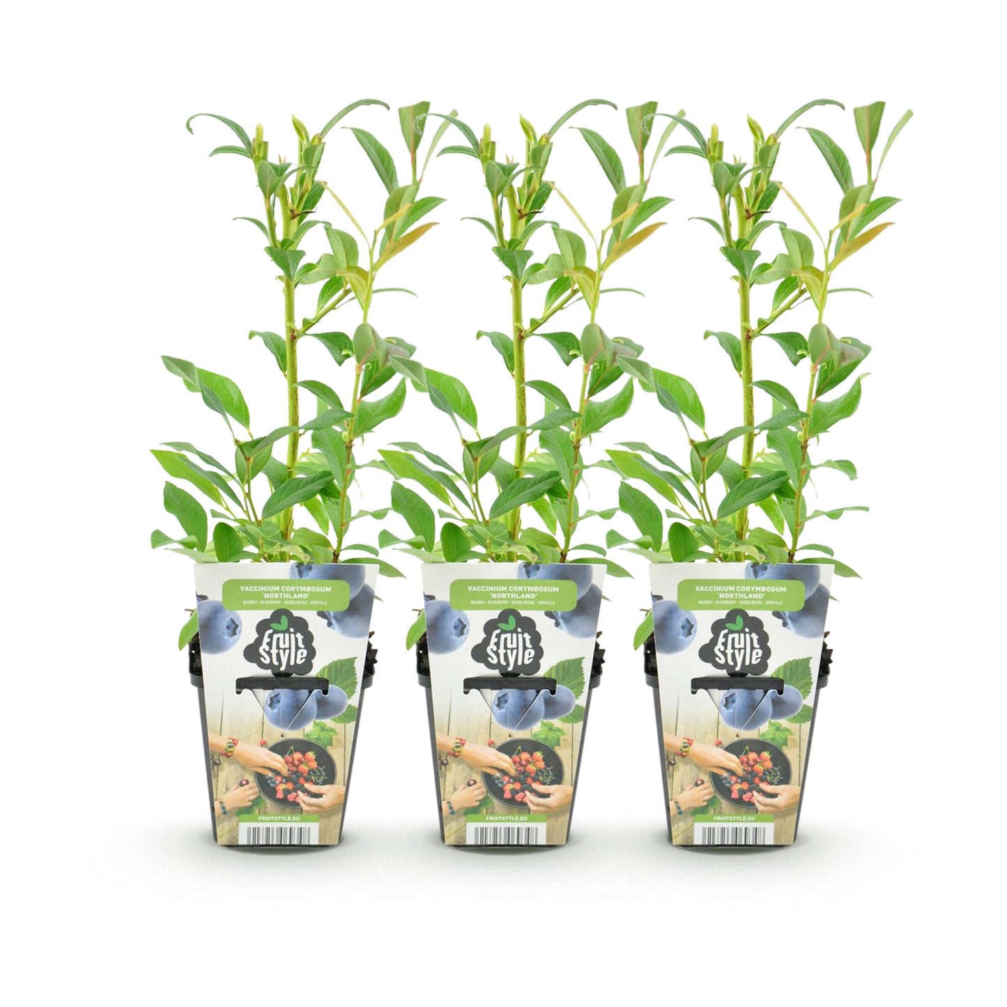 GreenboutiQ - Obstpflanzen - Blaubeere - Vaccinium corymbossum Northland - Winterhart - 3 Pflanzen - Topf 9 cm - Blaubeere