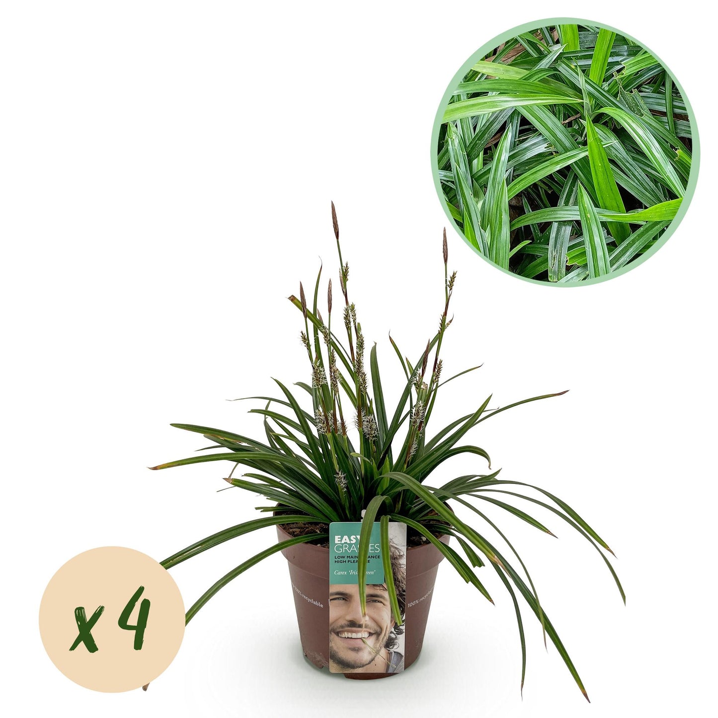 GreenboutiQ - Ziergräser - Carex morrowii Irish Green - Grün & Gelb - 4 Pflanzen - Immergrün - Pflegeleicht - Topf 17cm Höhe 50cm