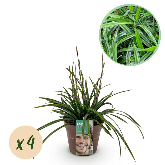 GreenboutiQ - Ziergräser - Carex morrowii Irish Green - Grün & Gelb - 4 Pflanzen - Immergrün - Pflegeleicht - Topf 17cm Höhe 50cm