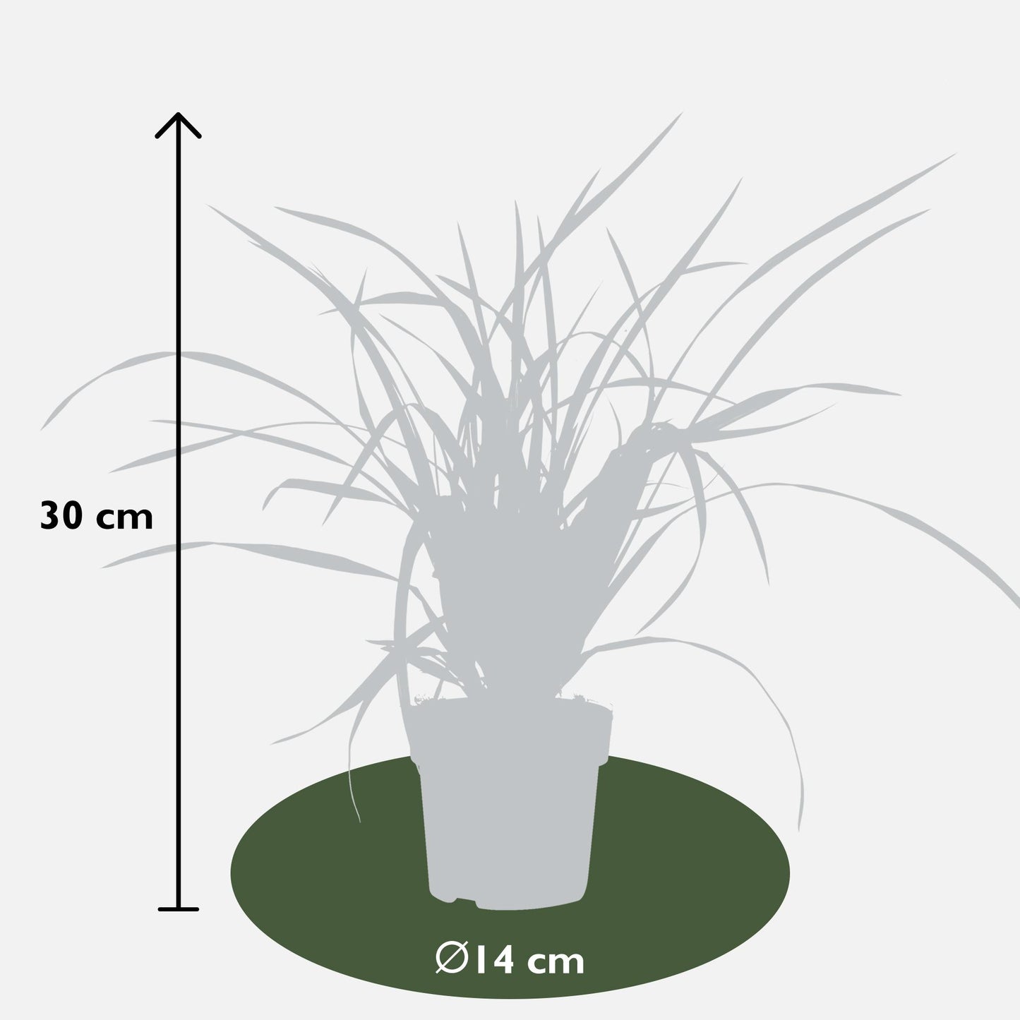 3x - Carex morrowii 'Irish Green' - ↨30cm - Ø14